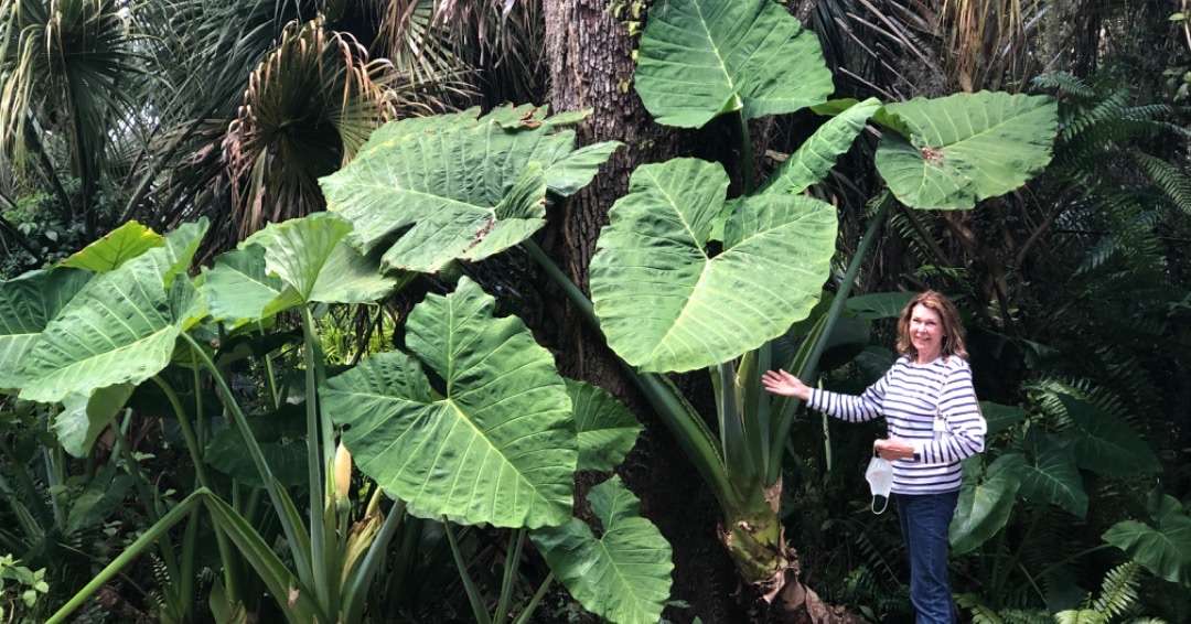 Robin with big leaves